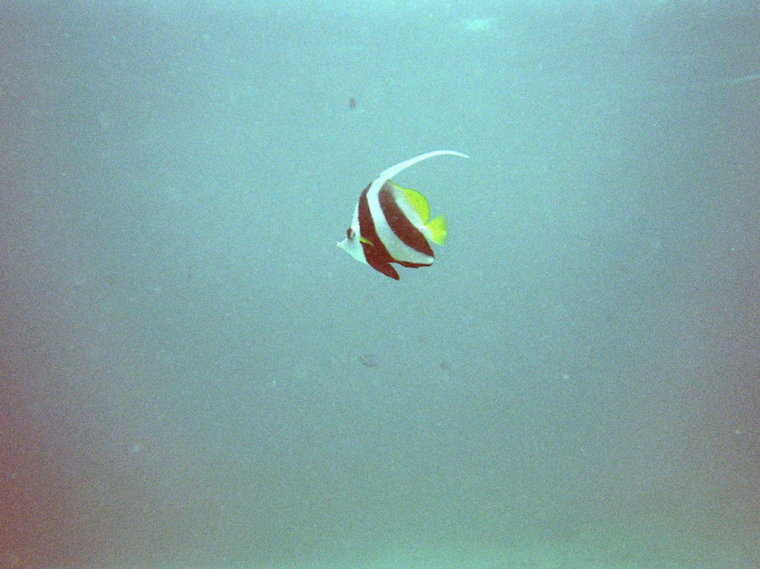 Phoenix Divers Koh Lanta景点图片