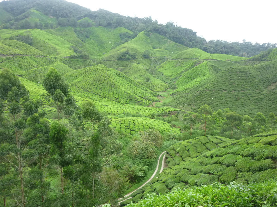 TJ Nur Travel and Tours景点图片