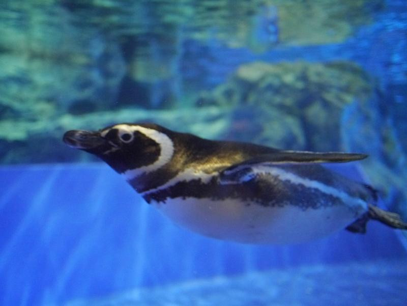 墨田水族馆-Oshiage必去景点