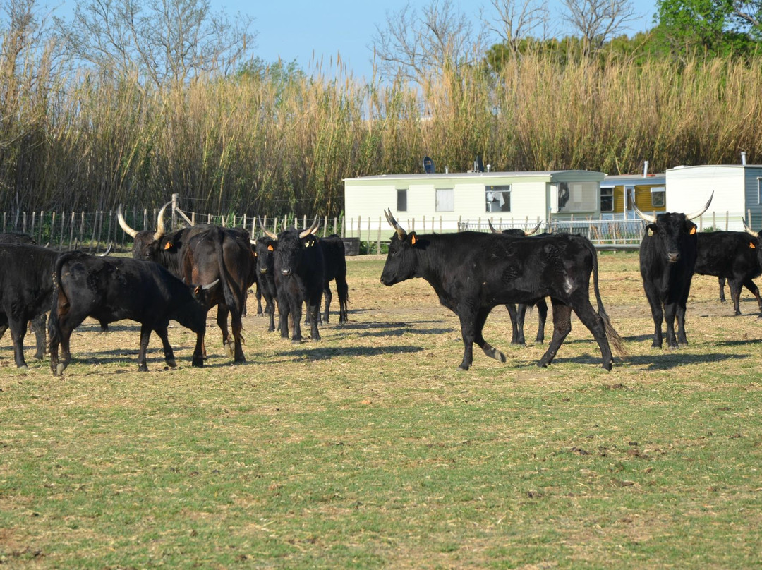 卡马格-普罗旺斯必去景点