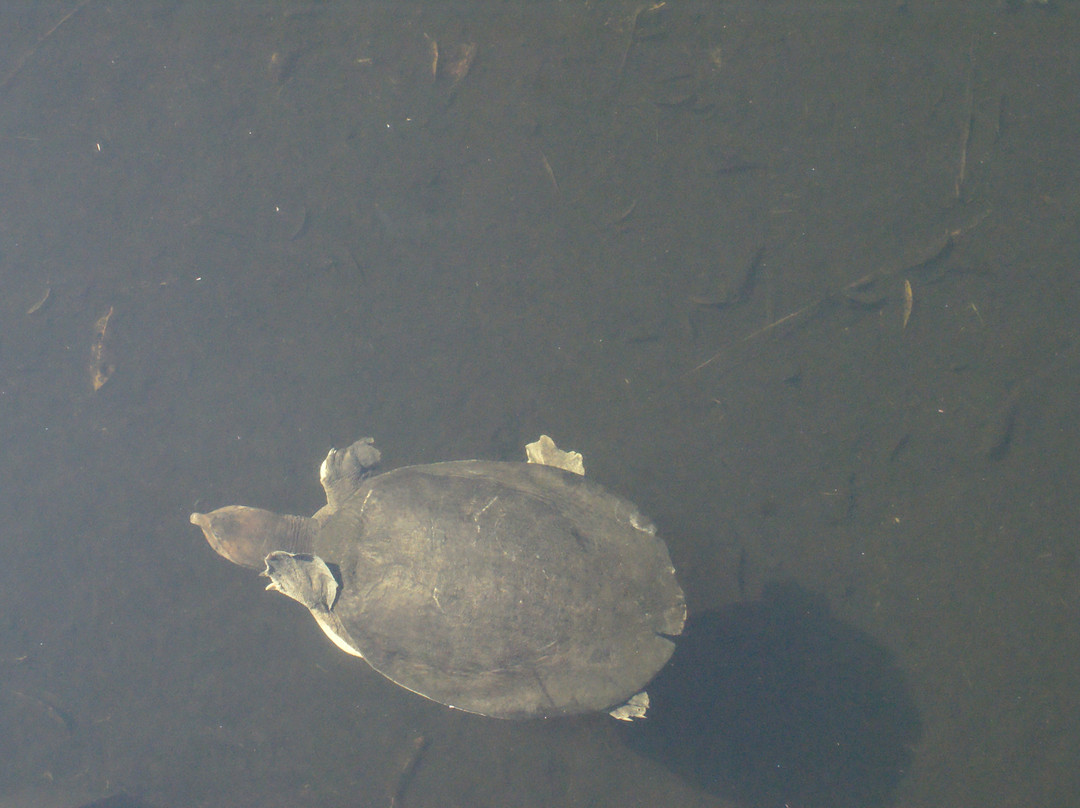 大沼泽地步道-大沼泽国家公园必去景点