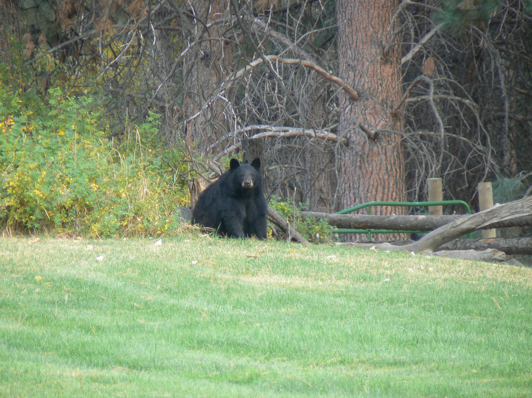 The Cabins at Deer Crossing主图