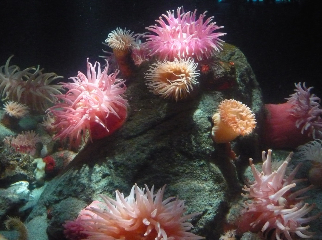 温哥华水族馆-温哥华必去景点