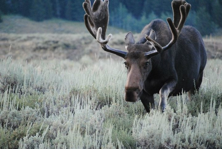 Jackson Hole Eco Tour Adventures景点图片