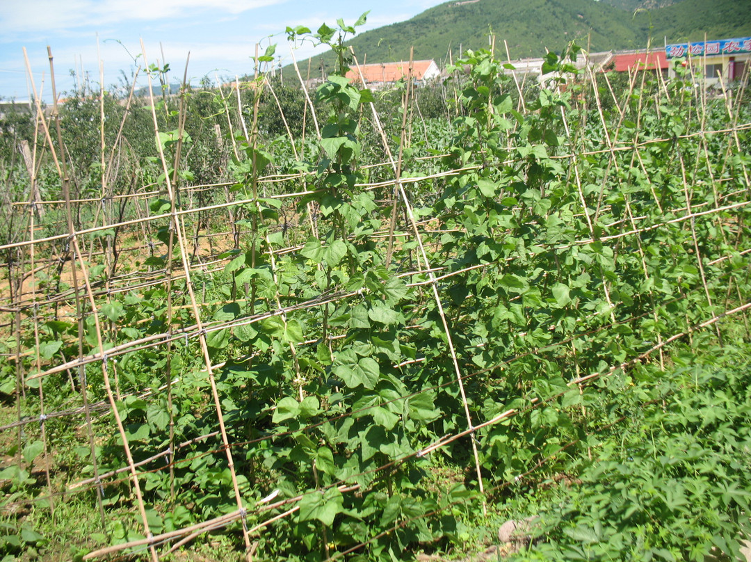 九居农家旅店主图