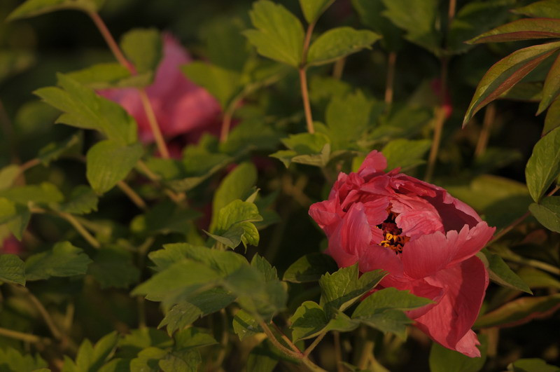 王城公园洛阳牡丹花会-洛阳市必去景点