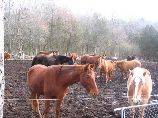 JuRo Stables-Mount Juliet必去景点