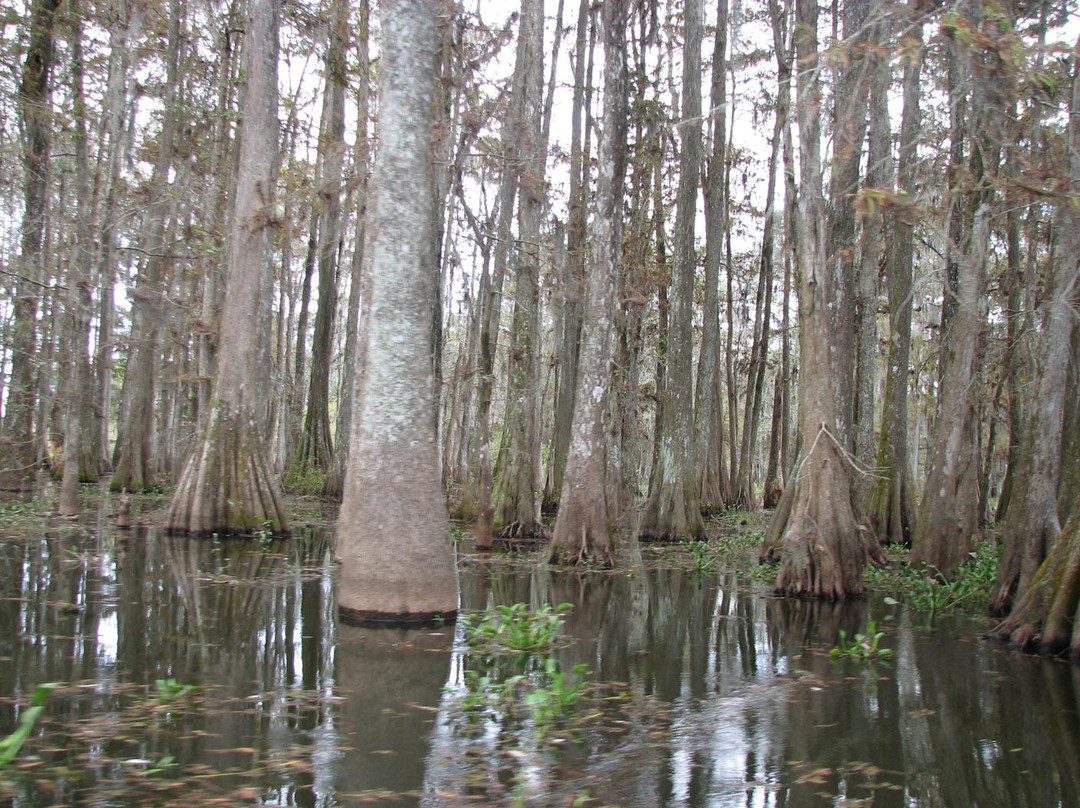 Champagne's Cajun Swamp Tours景点图片