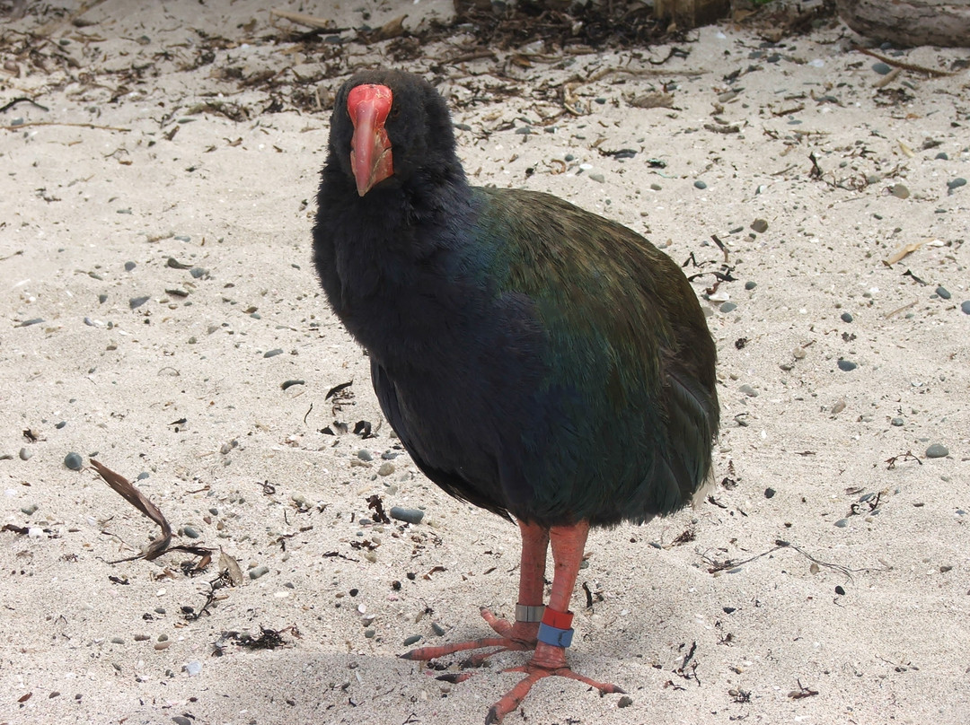 蒂利蒂利马唐伊岛-奥克兰中心地区必去景点