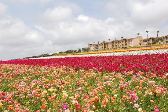The Flower Fields at Carlsbad Ranch-卡尔斯巴德必去景点