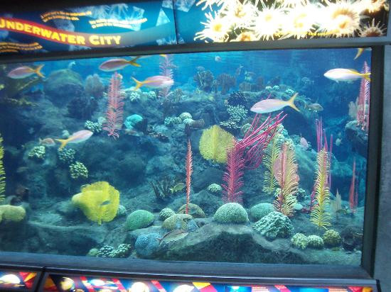 佛罗里达水族馆-坦帕必去景点