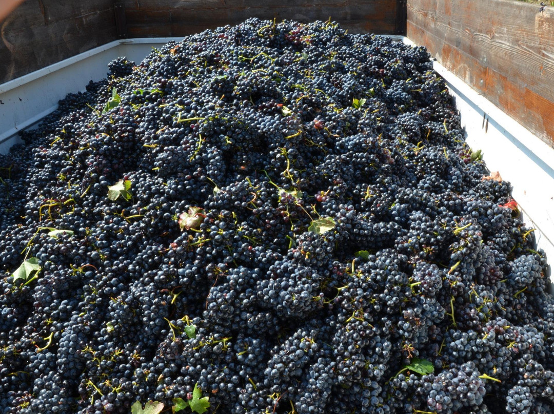 Azienda Vitivinicola Vigano景点图片