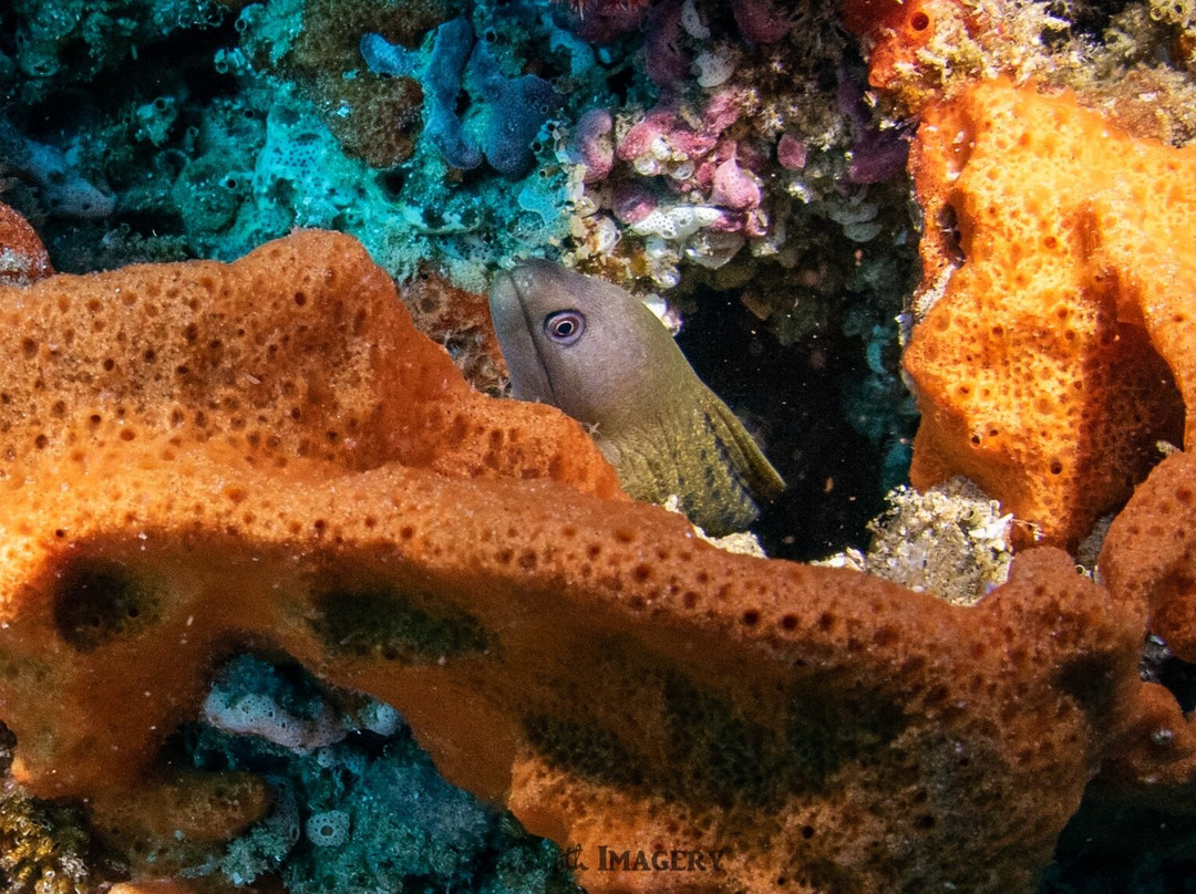 Diversity Scuba Tofo景点图片