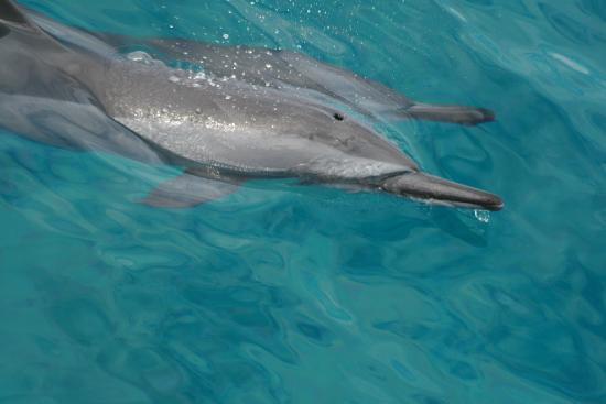 Hawaii Nautical - Maui-玛阿拉也亚必去景点