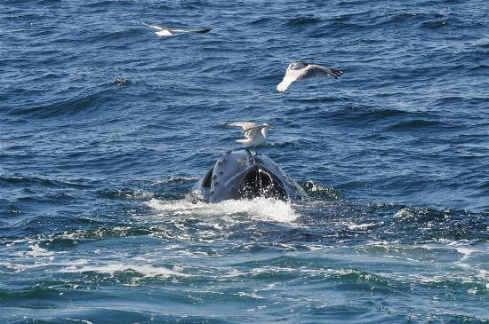 Dolphin Fleet Whale Watch-普罗温斯敦必去景点
