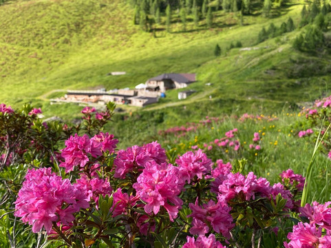 Malga Moraretto-Forni Avoltri必去景点