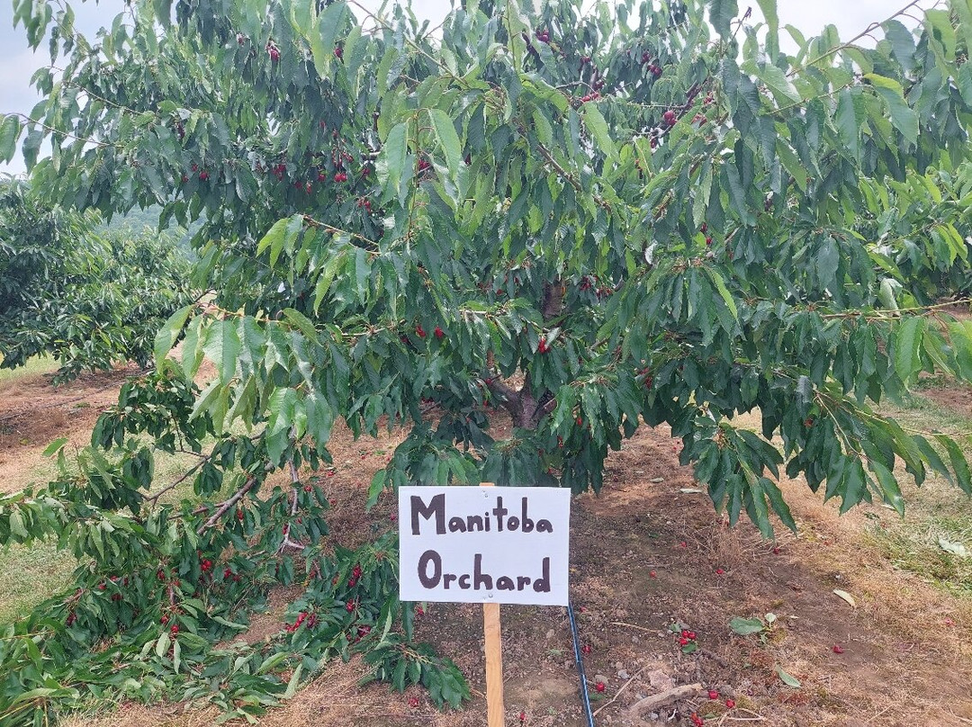 Cherry Avenue Farms景点图片