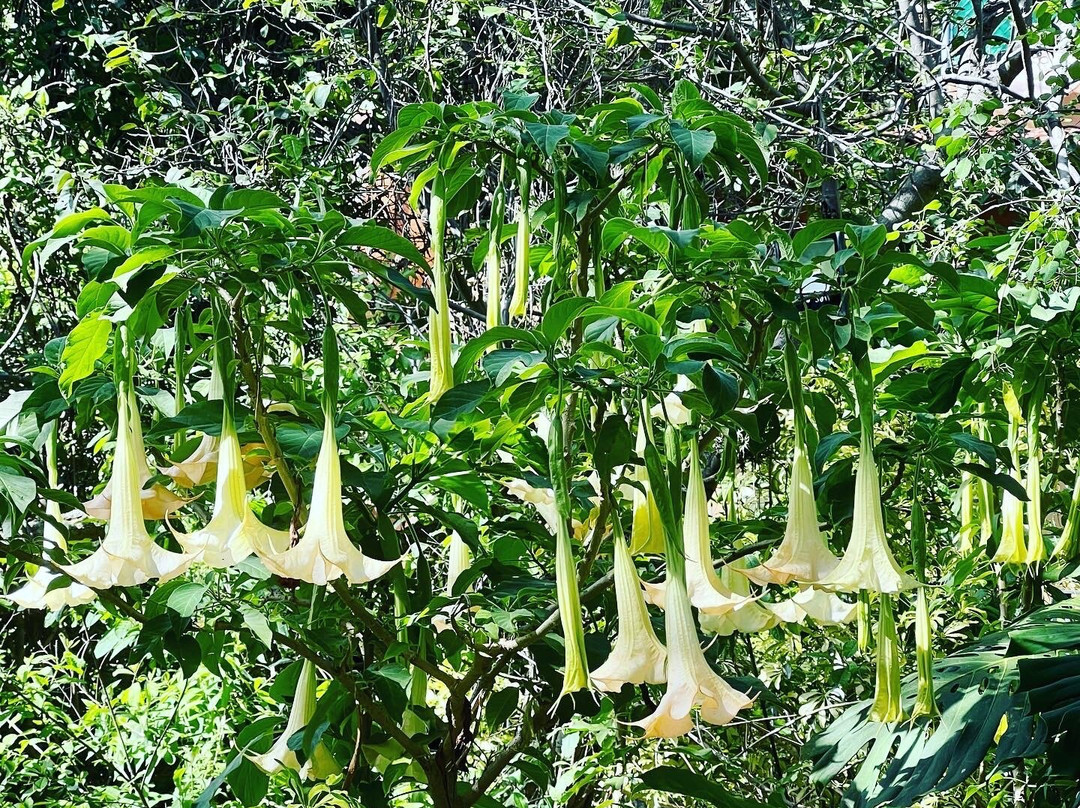 Collection O Amate del Rio主图