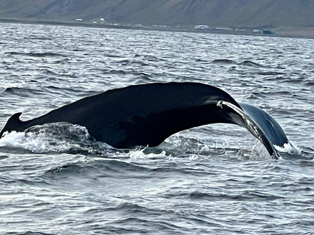 Westfjords Tourist Information-伊萨菲厄泽必去景点