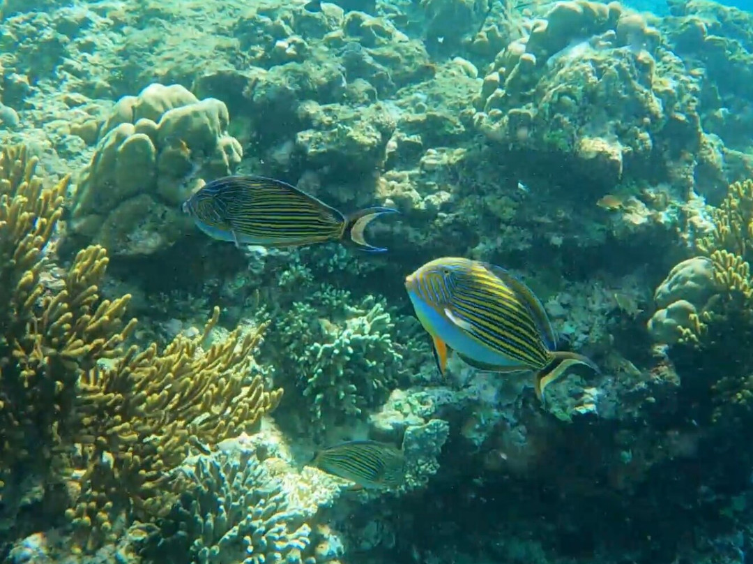 Menjangan Tour Snorkeling & Diving景点图片