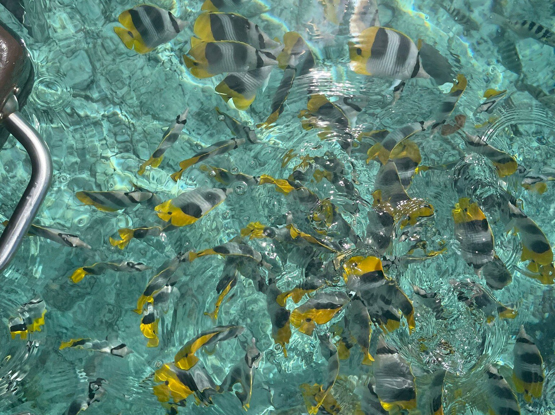 Tamatoa Excursion Borabora-波拉波拉岛必去景点