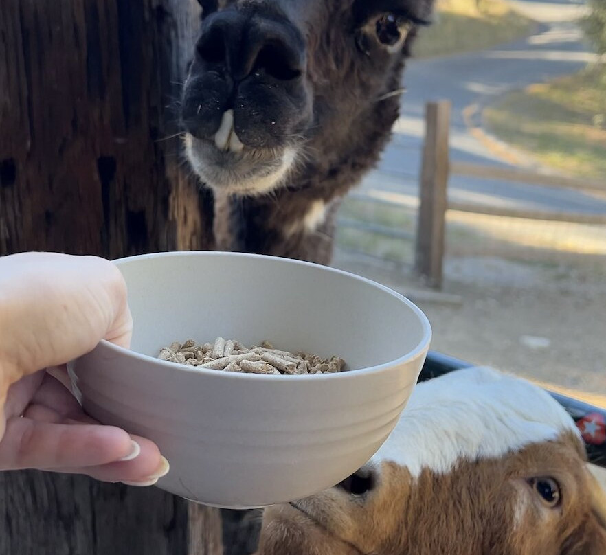 Wikiup Hummingbird Hotel主图