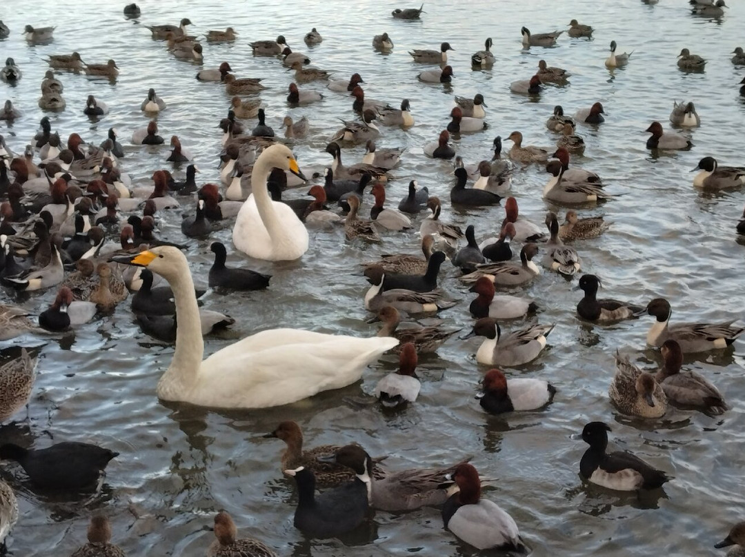 Hyokosuikin Park-阿贺野市必去景点