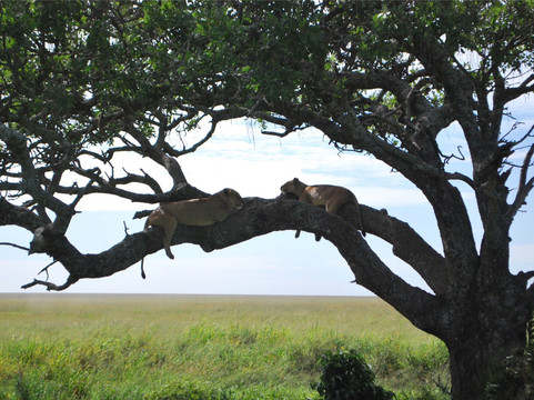 A TO ZEBRA EXPERIENCE-阿鲁沙必去景点