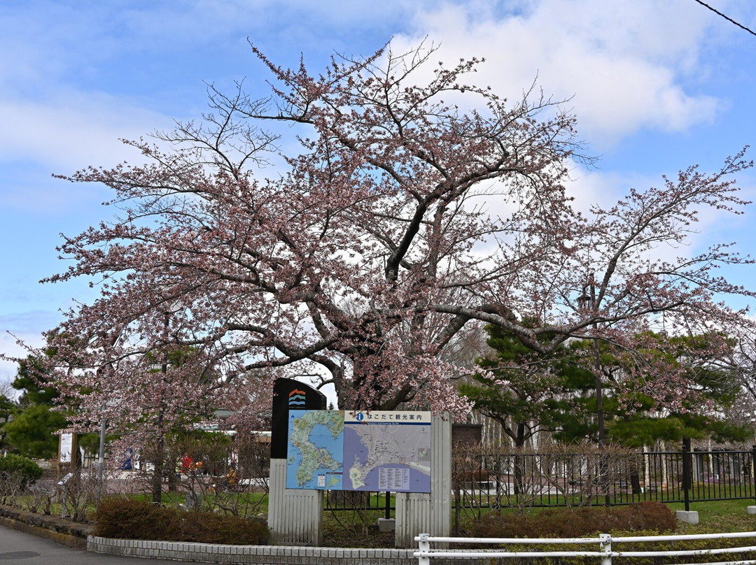 Shimin no Mori-函馆市必去景点