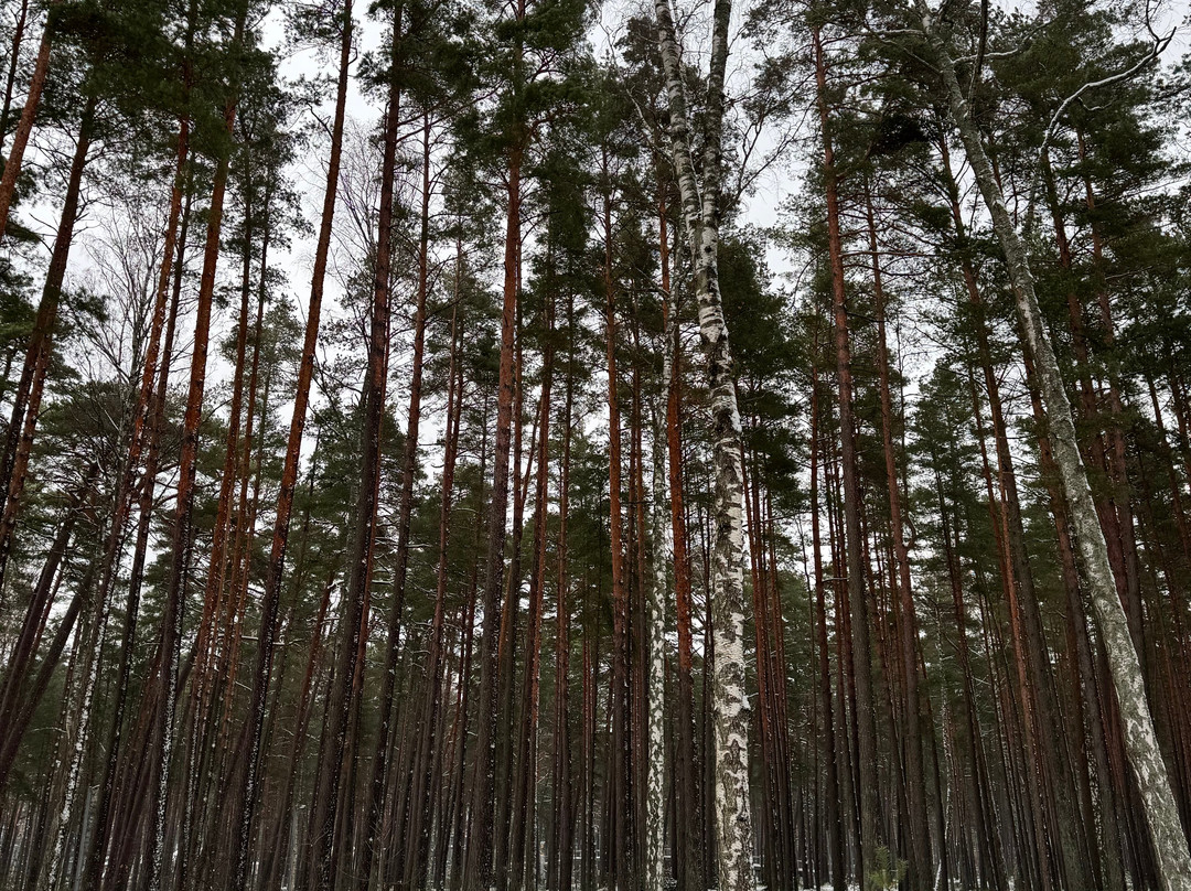 Dzintari Forest Park-尤尔马拉必去景点