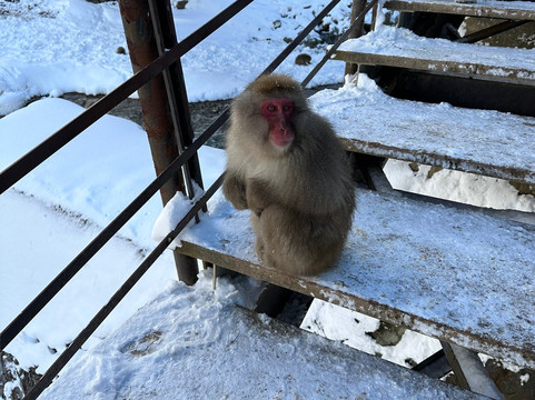 Snow Monkey Resorts-长野县必去景点