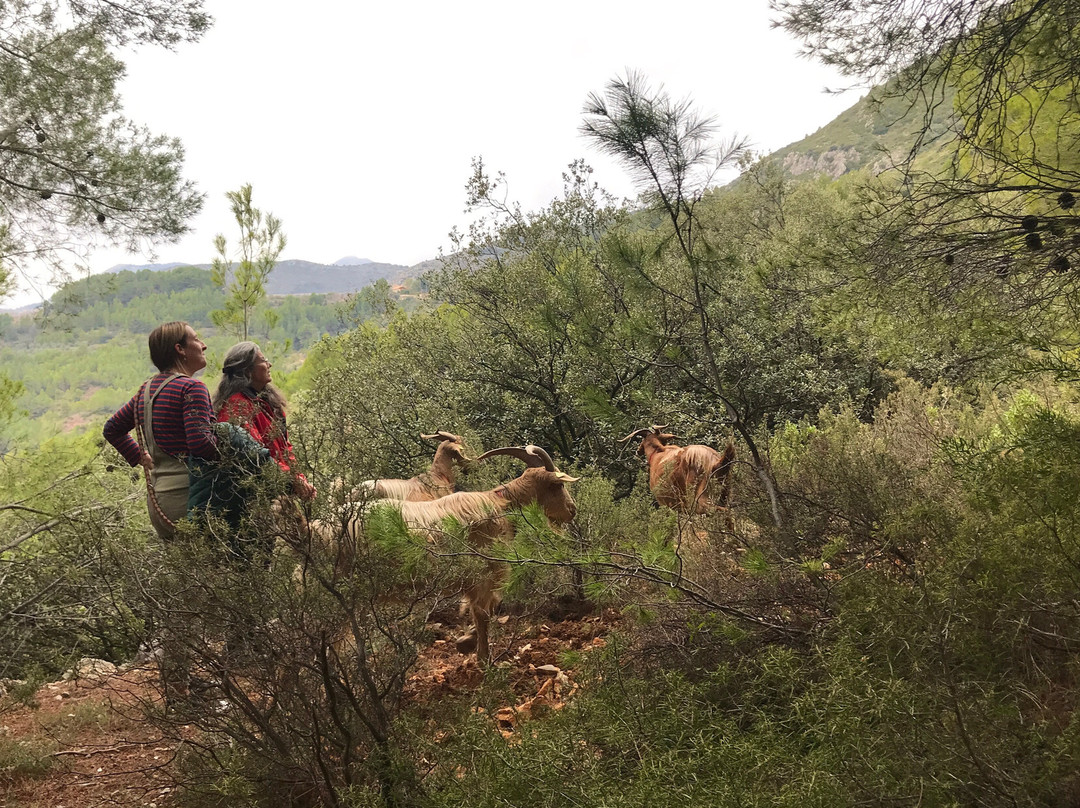 Euro Goat Trekkers景点图片