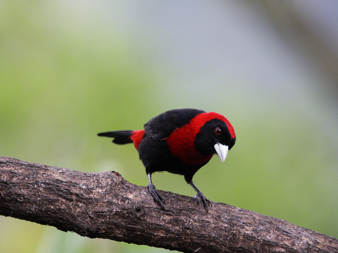 Birding Experiences景点图片