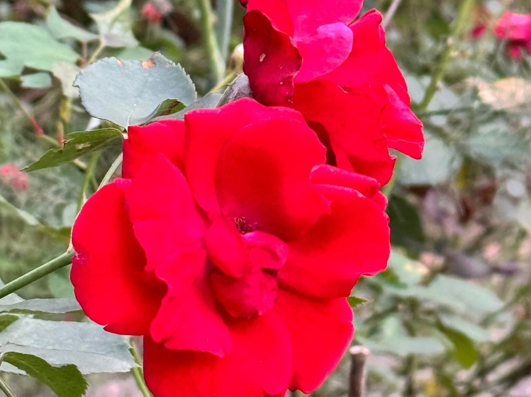 Bruxinhas do Mato-Sao Francisco Xavier必去景点