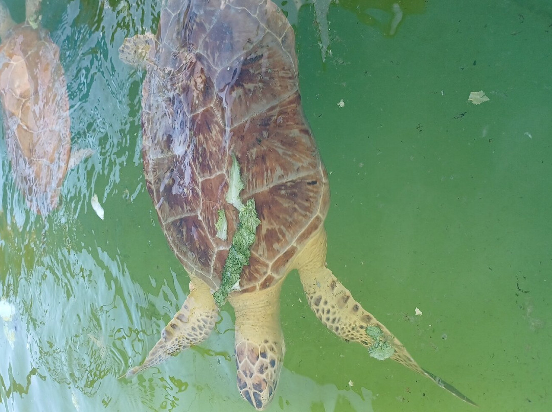 Texas Sealife Center-科珀斯克里斯蒂市必去景点