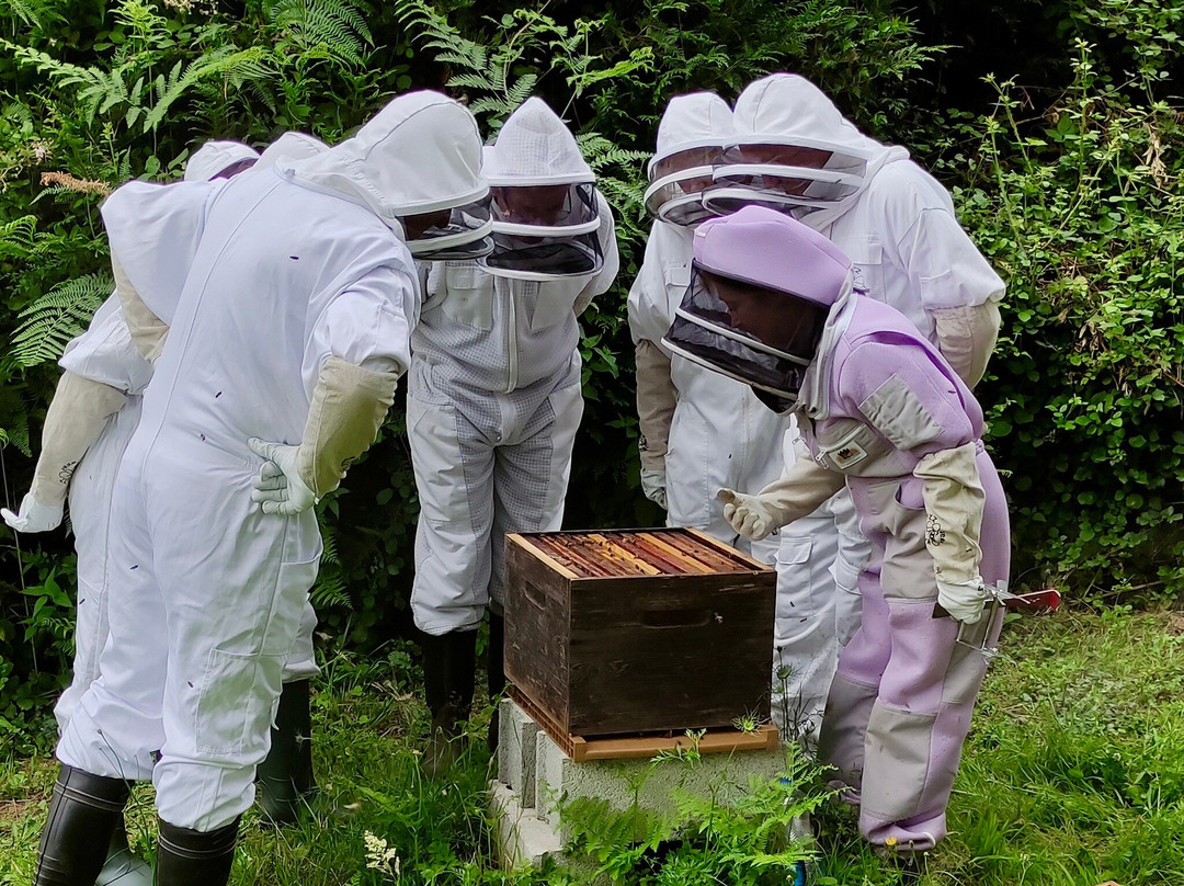 13 Bees Beekeeping Taster Sessions景点图片