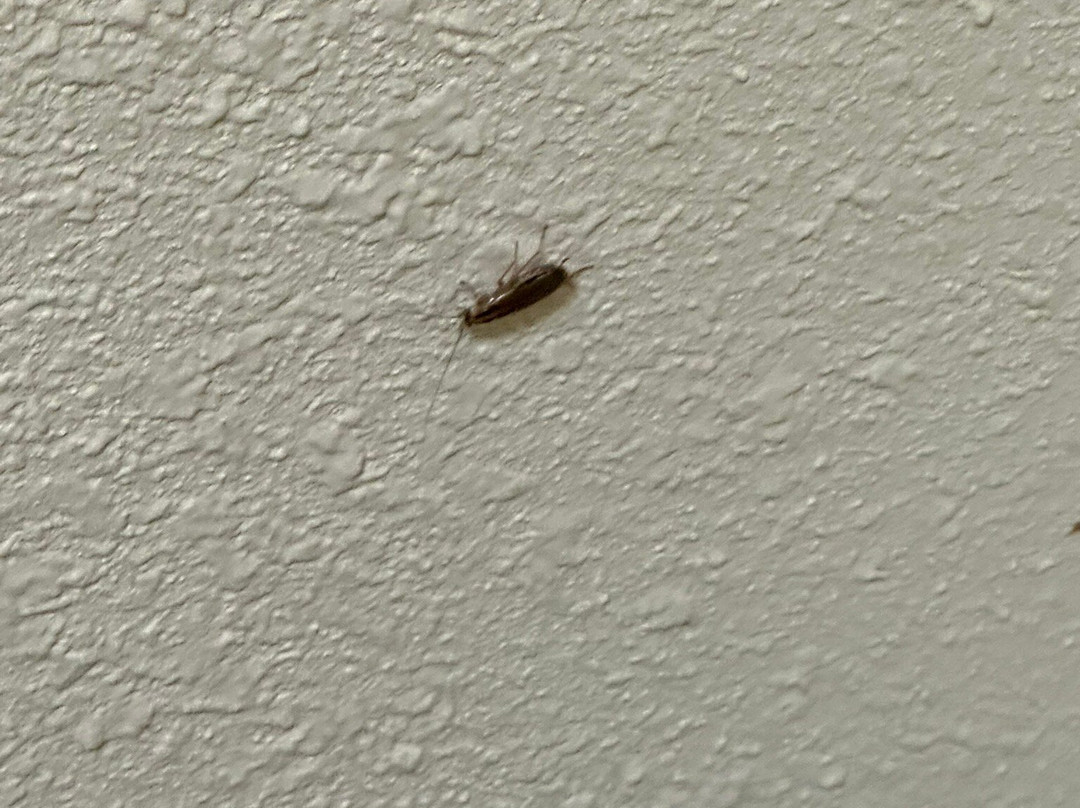 Comfort Inn & Suites主图