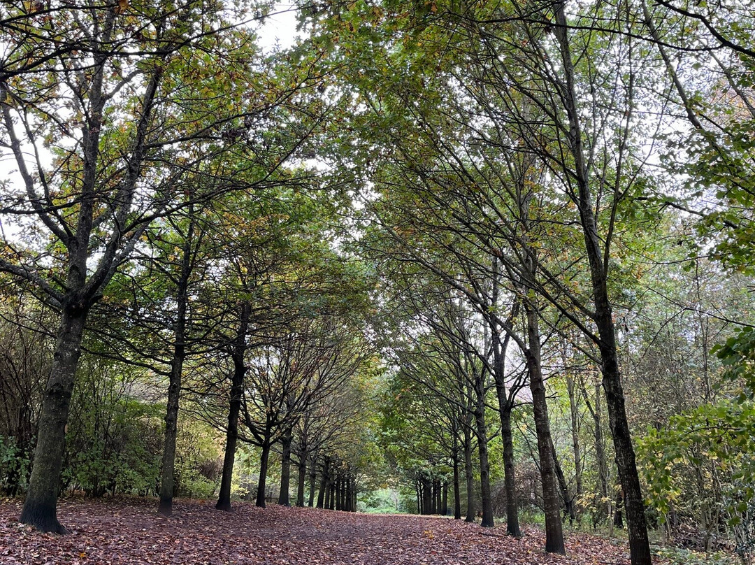 Bearsted Woodland Trust景点图片