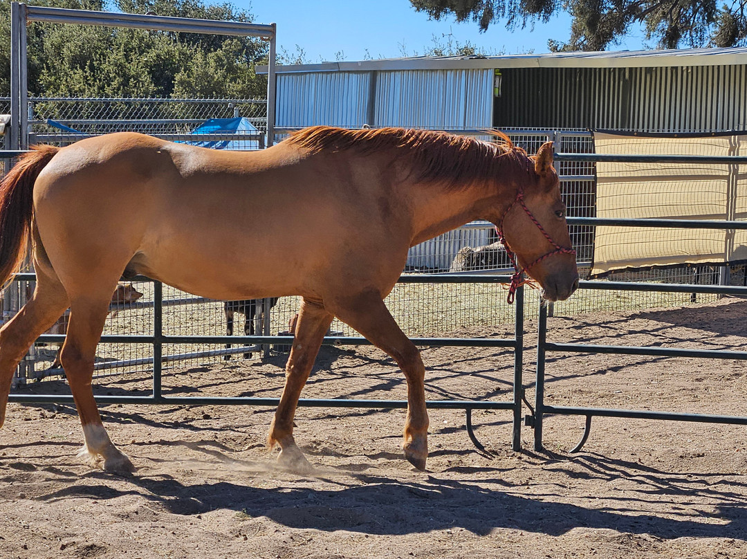 Shoestring City Ranch-Phelan必去景点