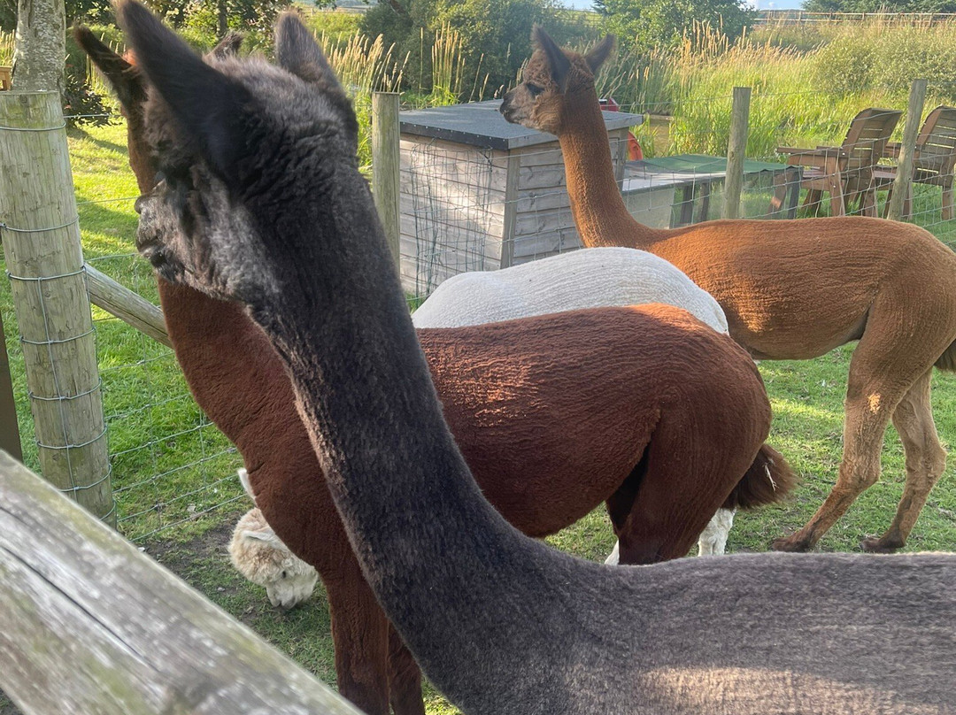 Llwyn Onn Guest House主图