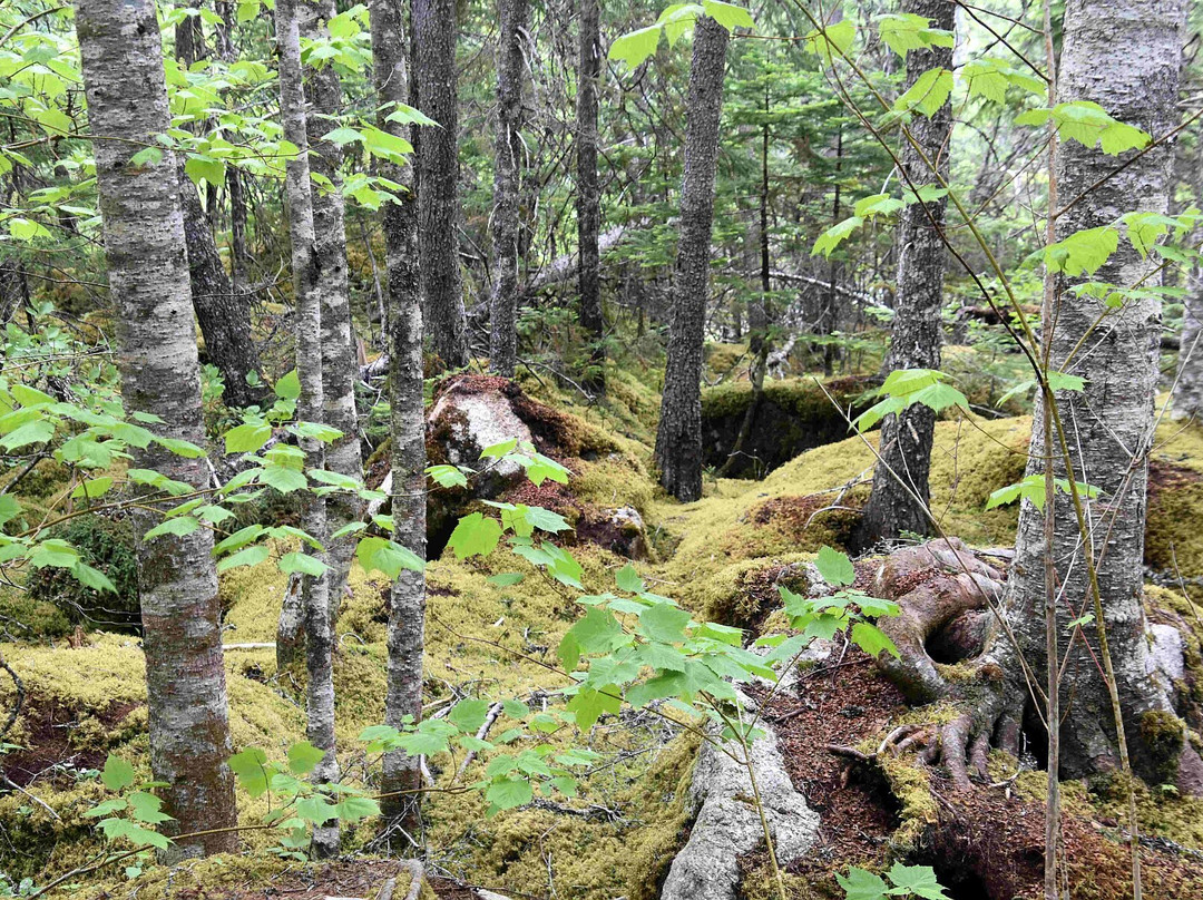 Middle Brook Trail景点图片
