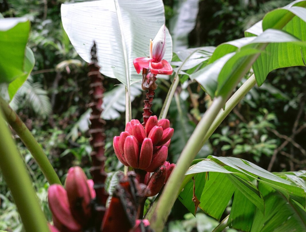 Catarata Los Murcielagos - Monteverde Waterfall景点图片