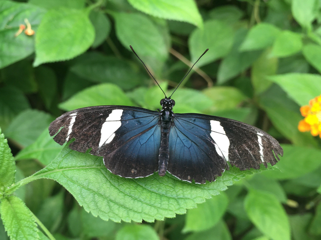 Butterfly Paradise:"Papiliorama"-Havelte必去景点