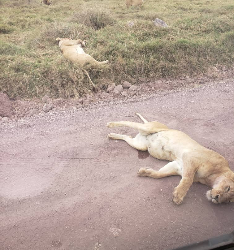 Tanzania Safari Radar - Serengeti Tours from Arusha-阿鲁沙必去景点