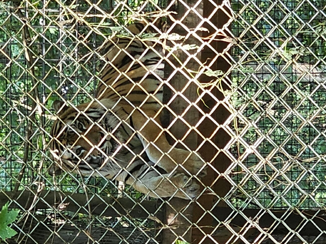 Exotic Feline Rescue Center-Centerpoint必去景点