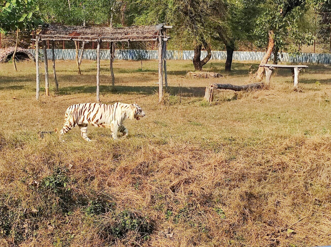 White Tiger Safari Rewa景点图片