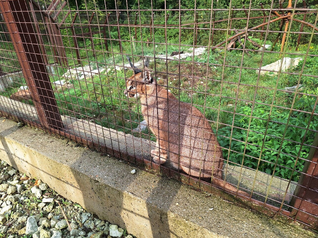 Miskolc Zoo and Culture Park景点图片
