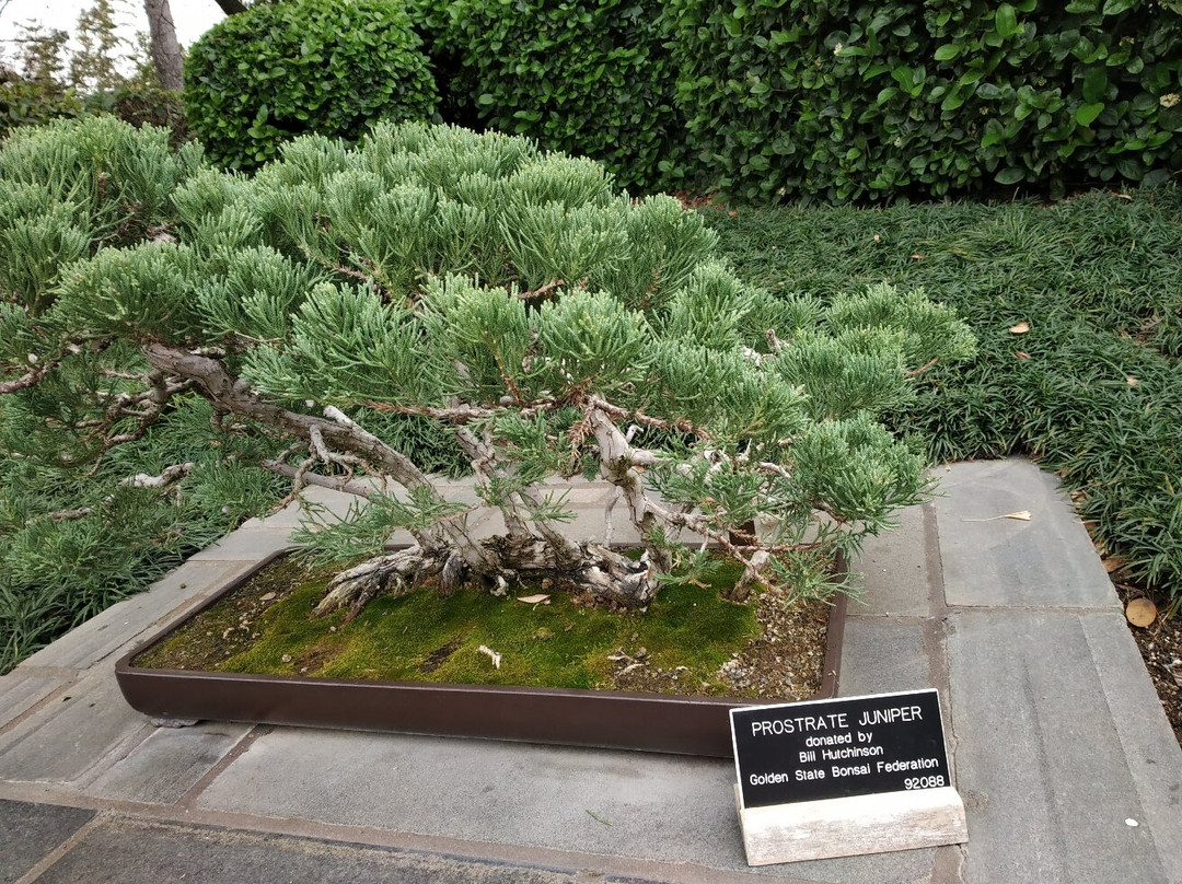 Huntington Japanese Garden-圣玛利诺必去景点