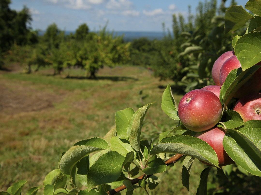 Masker Orchards景点图片