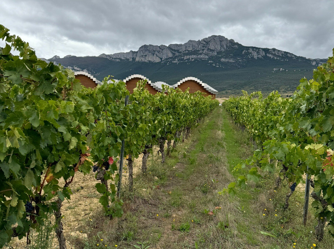 Bodegas Javier San Pedro Ortega-拉瓜迪亚必去景点